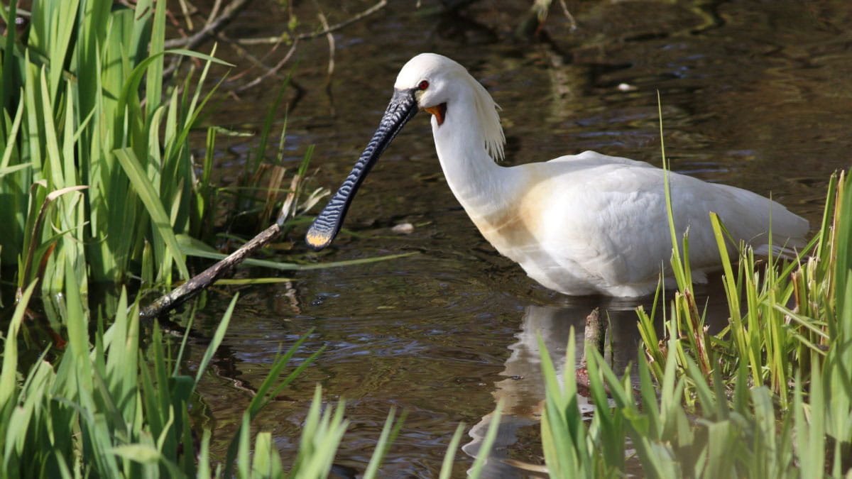 Natuurgebied Houtrak